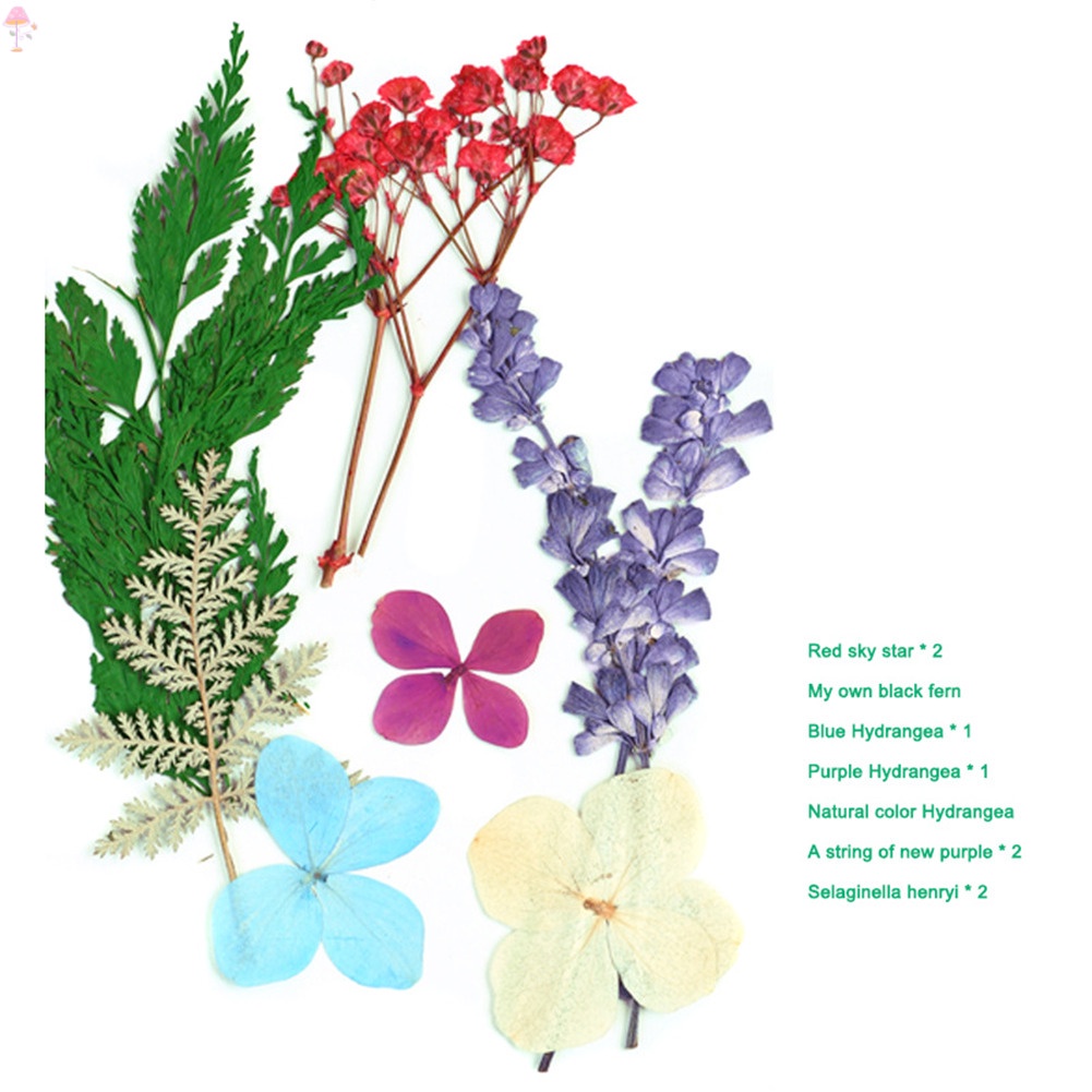 Hoa Khô Ép Nhiều Màu Sắc Dùng Trang Trí Quà Tặng DIY