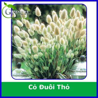 Hạt Giống Cỏ Đuôi Thỏ (Gói 100 hạt) Chịu Nhiệt Tốt, Trồng Quanh Năm