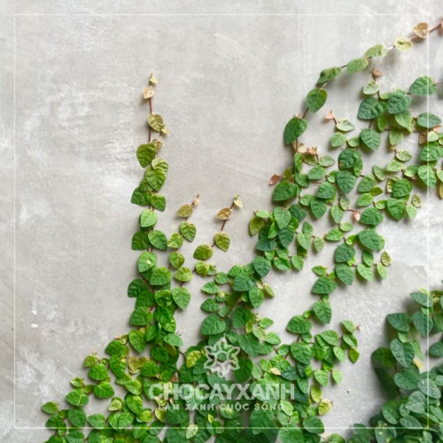 Cây 🌲 Thằn lằn ♌ leo tường...