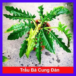 Cây trầu bà cung đàn - Cây cảnh trong nhà - caykiengsadec