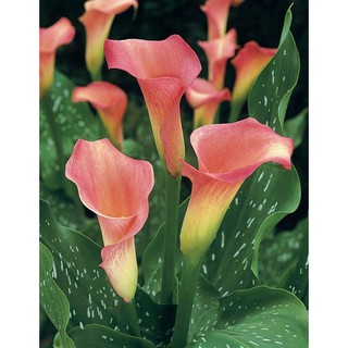 Hạt giống vân môn màu cam nhạt ( bán lẻ ) - m