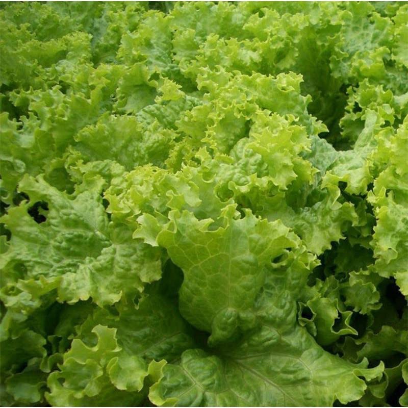 Hạt Giống Xà Lách Xoăn Xanh