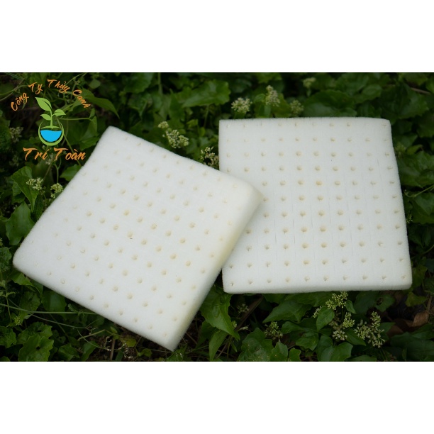 Bộ 10 Tấm Mút Ươm Hạt Giống Trồng Rau Thủy Canh 110 Viên