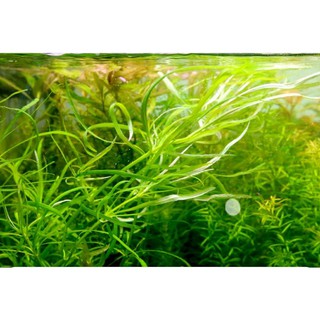 cây Bạch Tuộc thủy sinh