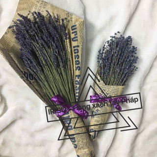 Hoa Oải Hương Lavende - Pháp