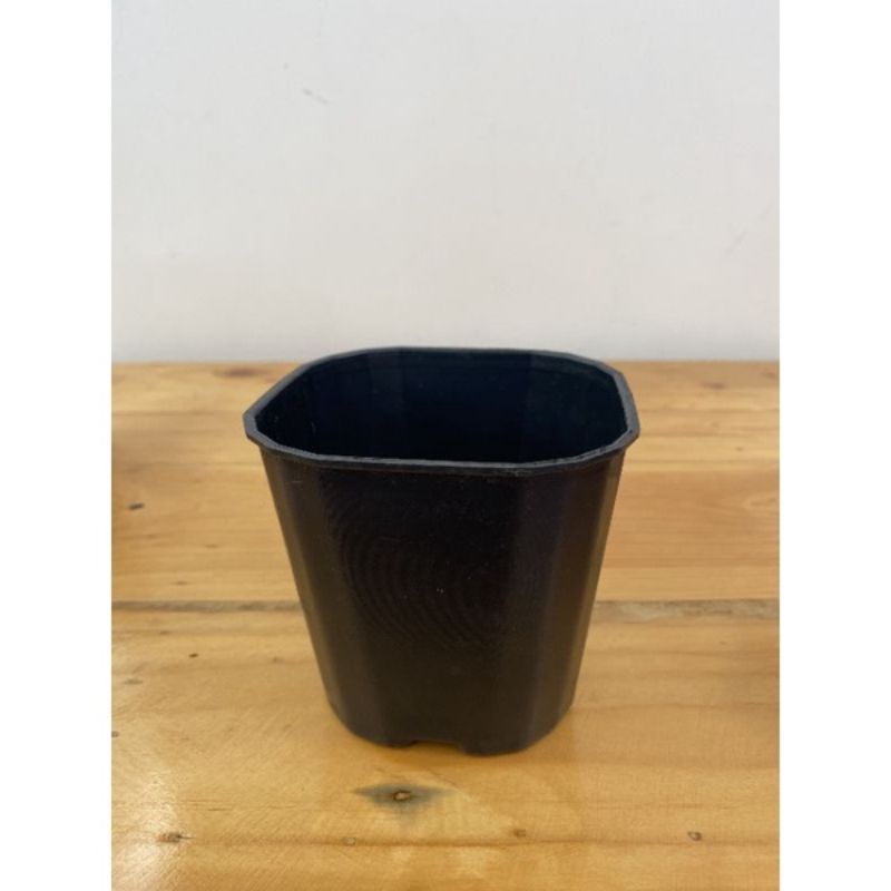 100 chậu vuông đen 10 x 11