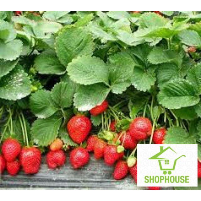 shophouse 100 Hạt giống dâu tây quả to chịu nhiệt  SHOP HOUSE  TẾT KHUYẾN MẠI