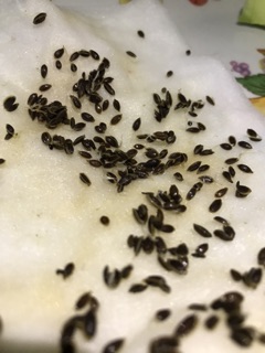 HẠT GIỐNG RAU THÌ LÀ