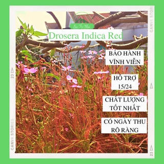 Hạt giống cây bắt mồi ăn thịt gọng vó drosera indica red i ba tri nhỏ i btn04