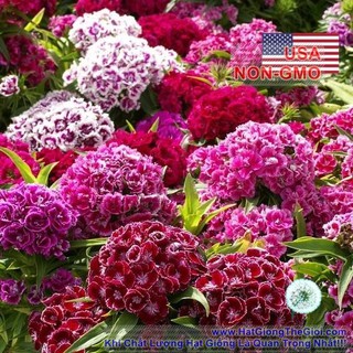 1GR 1000.HẠT Hạt Giống Hoa Cẩm Chướng Chùm Kép Mix William (| -KD: B23*V33)