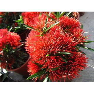 [Cây giống hoa] trang kim hoa đỏ (cây mini) - Trang Flowers