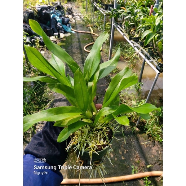 Vũ Nữ Hoàng Hậu Xanh Cây Trung Sắp Hoa