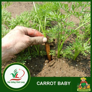 Hạt giống Carrot RUBY F1 TN 406