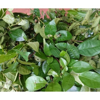 1kg lá trà xanh tươi