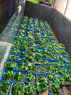 Ráy Nana ( ráy lá nhỏ ) .
