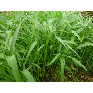 Hạt Giống Rau Muống 50Gr - Hạt Giống Rau Muống Lá Tre Dễ Trồng, Năng Suất Cao