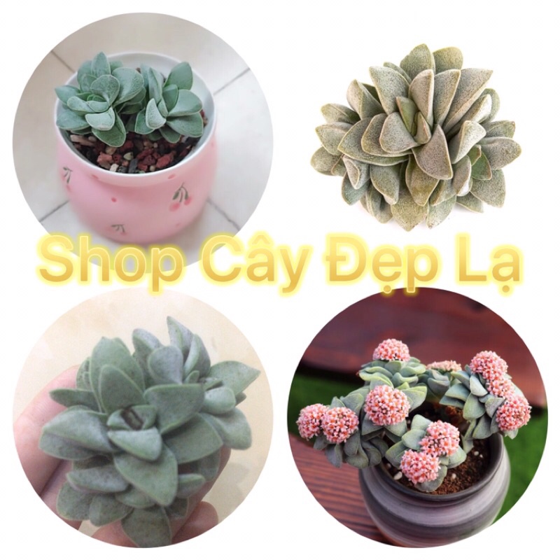 Cây crassula mới siêu hột hoa xinh