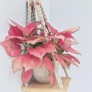 Kệ gỗ treo tường giá đỡ chậu Taman Home trang trí phòng ngủ bàn học decor chụp ảnh hình sản phẩm