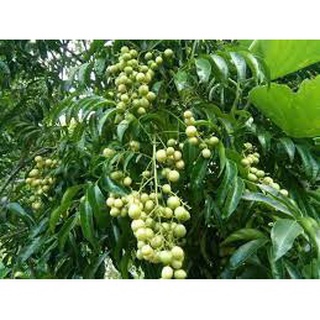 CÂY GIỐNG MẮC MẬT ( CÂY GIA VỊ )