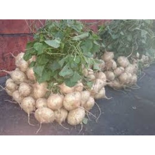 20 hạt giống củ đậu