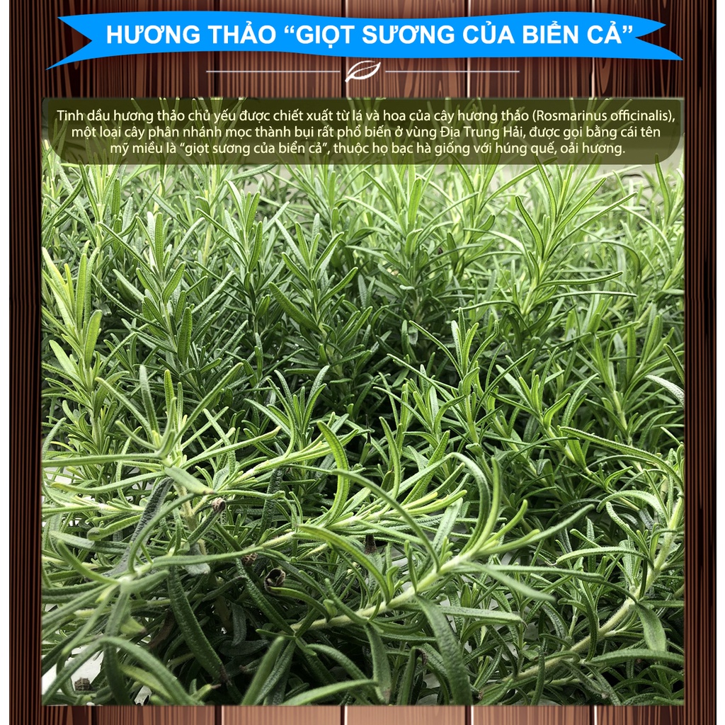 Tinh Dầu Thiên Nhiên Hương Thảo Nguyên Chất GULIFE-HT, Nhập Khẩu Cao Cấp, Tinh Dầu Xông Phòng Thư Giãn 10ml-50ml