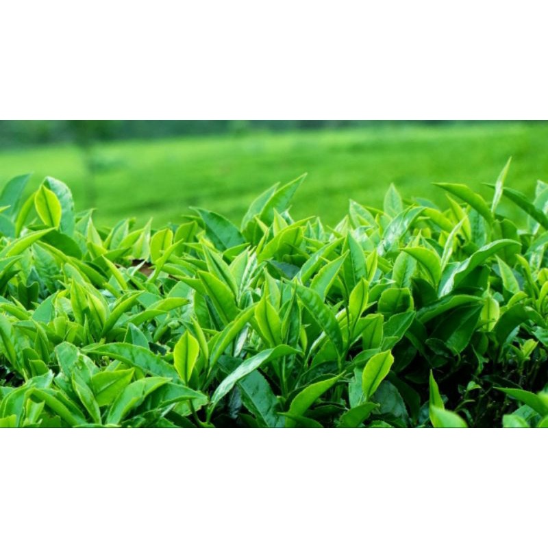 Trà Tân Cương Thái Nguyên loại 100g Thơm Ngon