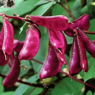 Hạt giống đậu ván tím. túi 5 hạt