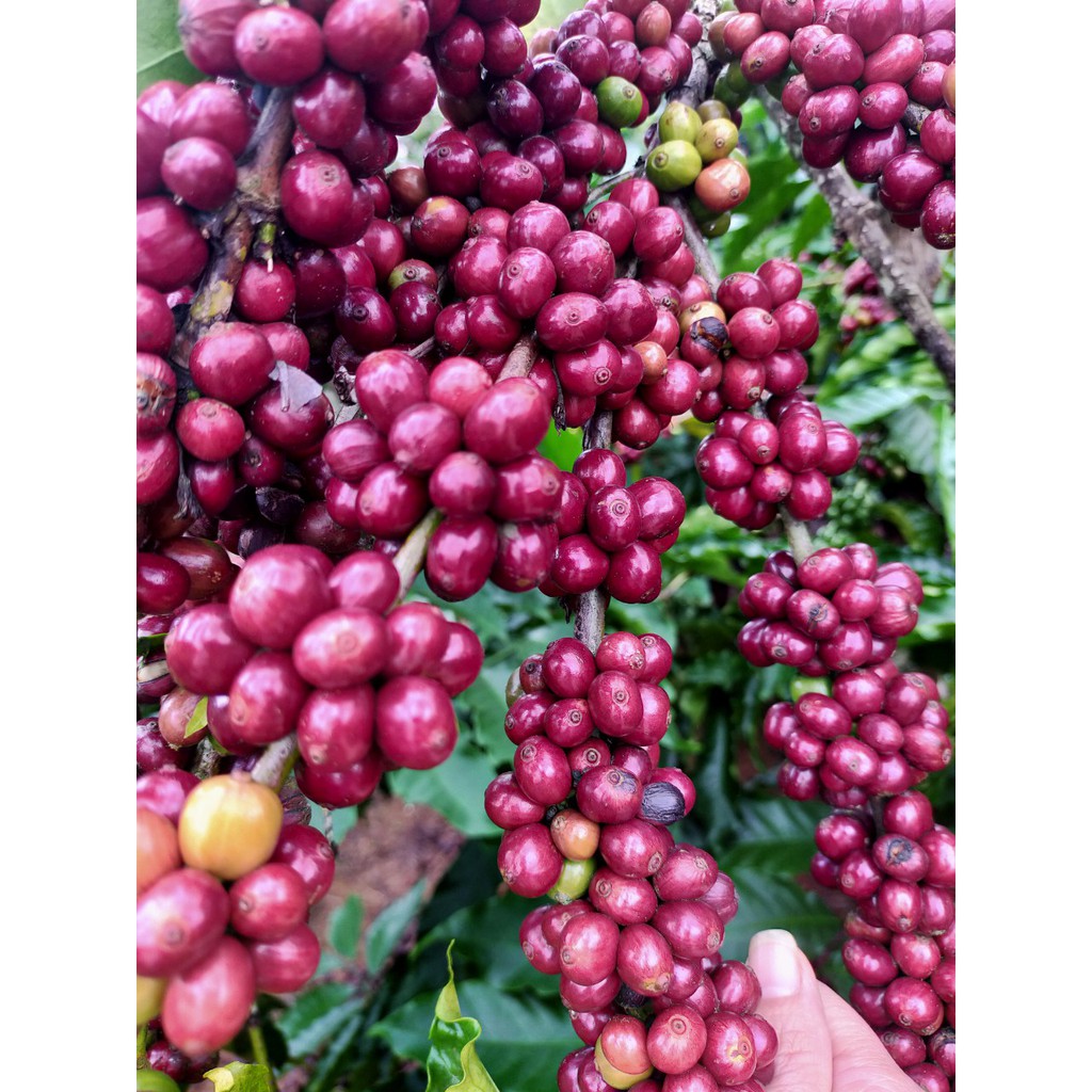bộ 5 Túi thơm hạt cà phê thổ cẩm treo xe ô tô, tủ quần áo, phòng khách, phòng bếp khử mùi ẩm mốc- trang trí | BigBuy360 - bigbuy360.vn