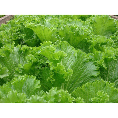 HẠT CẢI BẸ XANH MÀO GÀ - GÓI 20 GRAM