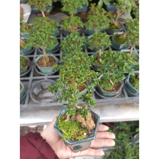 Sam hương mini ÔM TƯỢNG- ÔM ĐÁ
