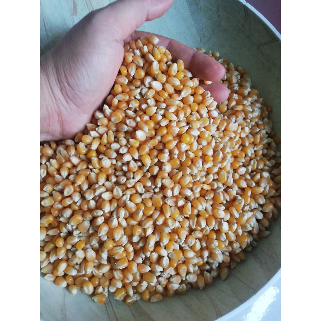 0.5 kg HẠT NGÔ MỸ DÙNG LÀM BẮP RANG BƠ - HẠT NGÔ NGUYÊN LIỆU LÀM NGÔ RANG BƠ- HẠT NGÔ MỸ