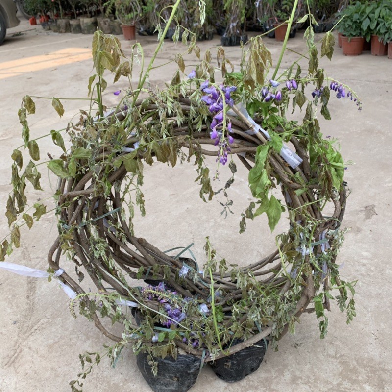 Cây hoa tử đằng dây leo dài 1,5m, mang sắc tím mộng mơ và hương thơm mát dễ chịu, cây hoa leo giàn tạo bóng mát