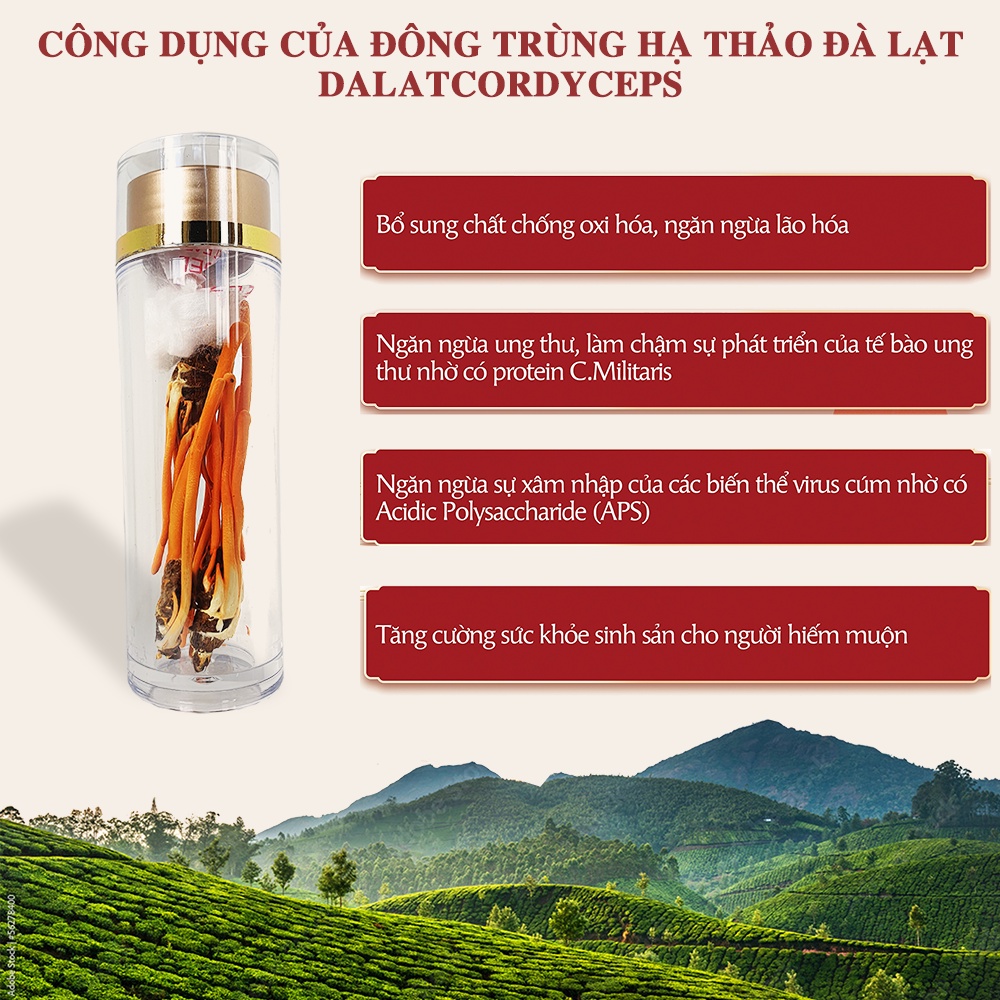 Đông trùng hạ thảo ký chủ nhộng tầm, Dalat Cordyceps, Hộp cao cấp 5 con