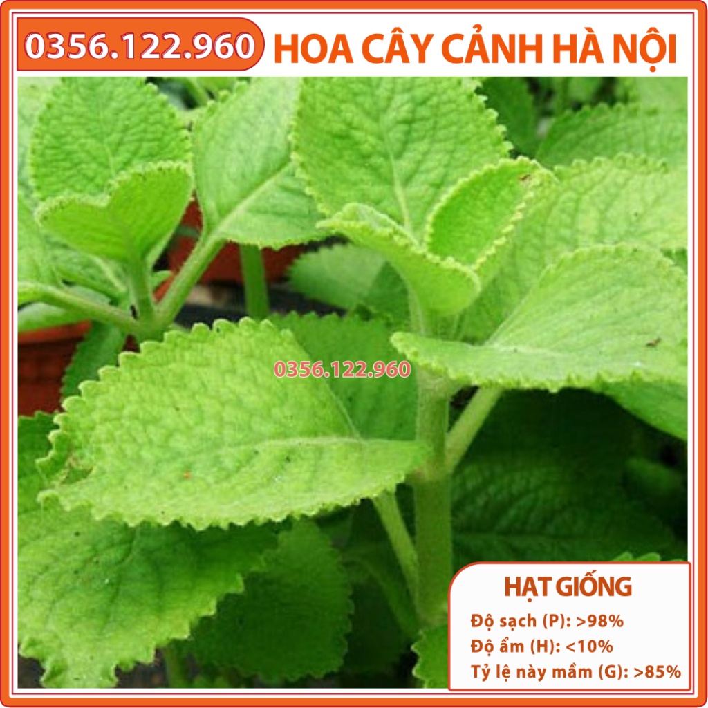 Hạt giống rau húng chanh dễ trồng dễ chăm sóc, kháng sâu bệnh - Gói 0,1g - Shop hoa cây cảnh Hà Nội