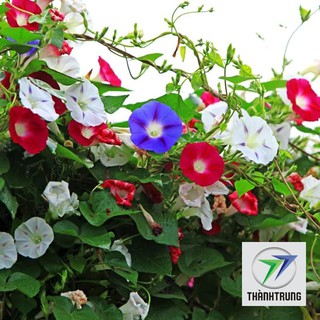 gói 30 hạt giống hoa triệu chuông leo THANH TRUNG