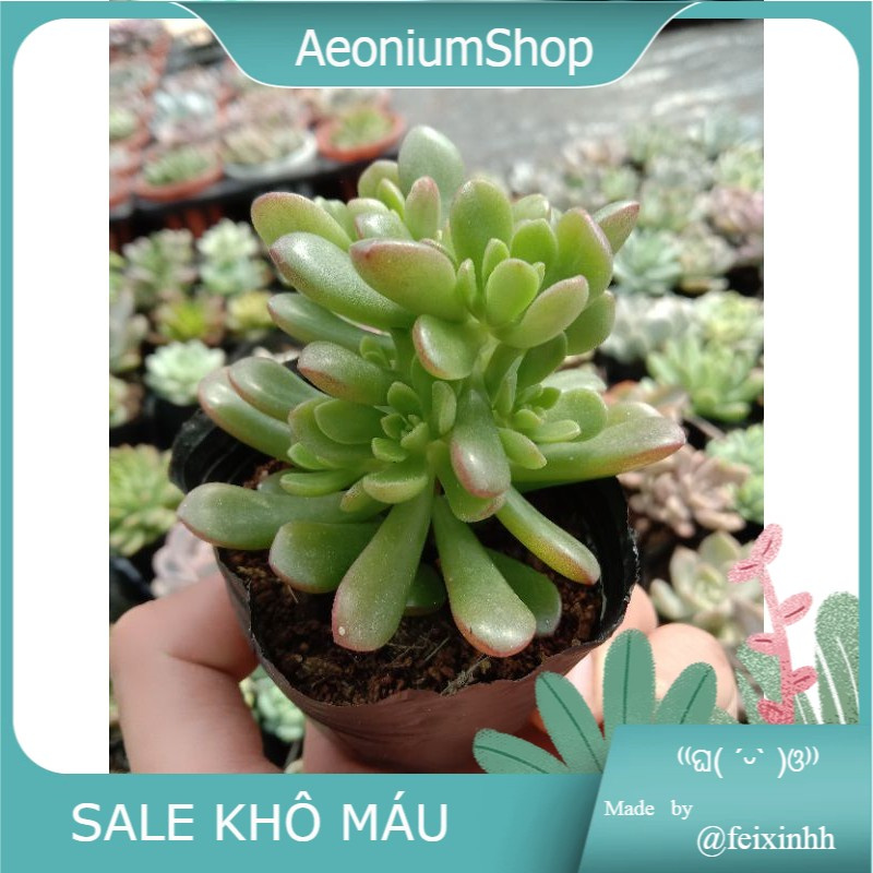 SIU PHẨM SEN MẶT TRỜI DÙ ĐÁ 🌞🌞 MỘT THÂN GÁNH MỘT LÙ CON CÁI TAY XÁCH NÁCH BỒNG size mini 8x8 cm thuần khí hậu vùng nóng