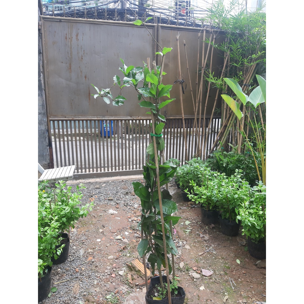 Cây mai xanh thái size lớn 1m5 (chỉ giao hỏa tốc HCM)