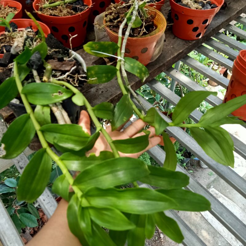 Combo 5 chậu phi điệp rừng pù luông