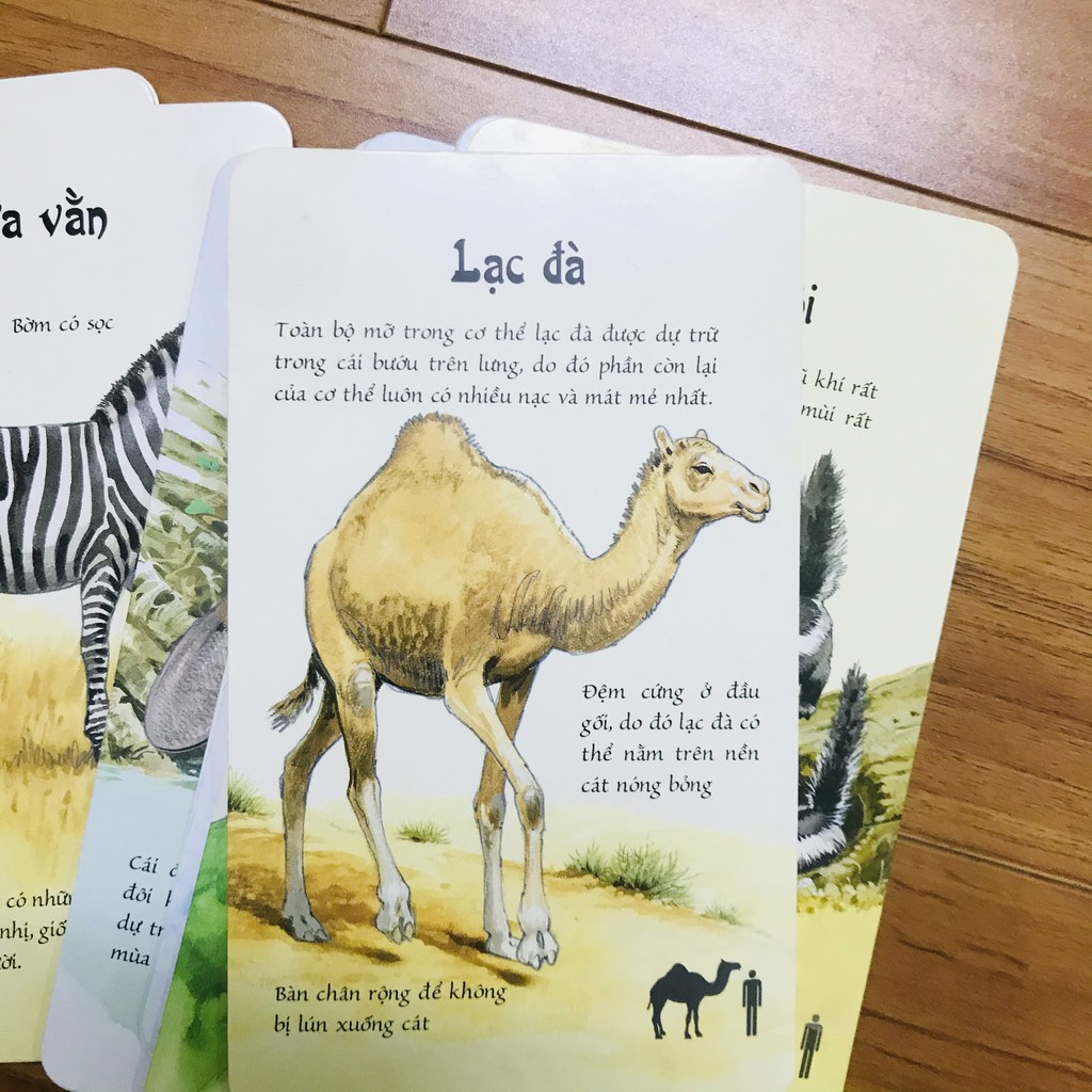 Sách - Fact Cards - Bách Khoa Thư Bỏ Túi