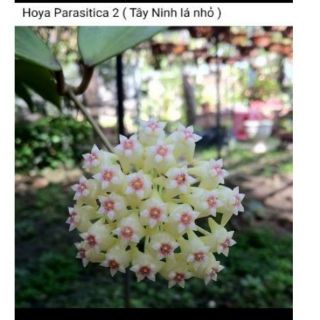 Chậu cây cẩm cù rừng