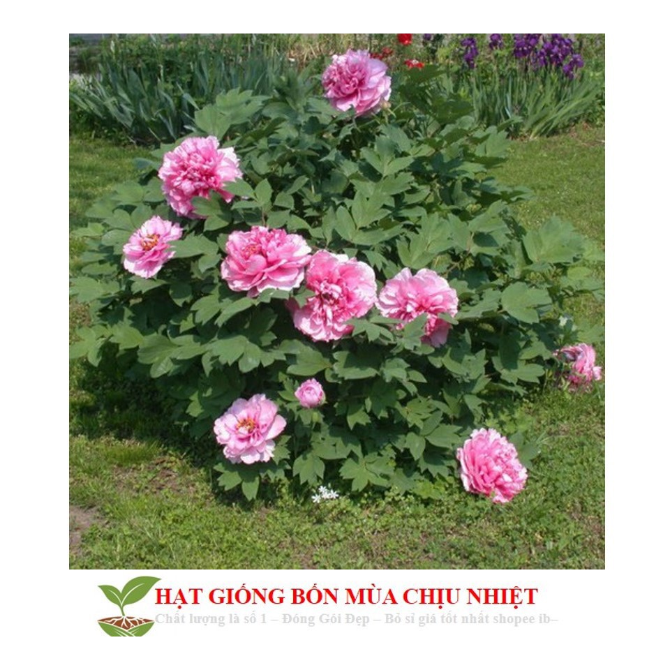 Hạt Giống Hoa Mẫu Đơn Kép Mix  ĐẾN MÙA TRỒNG TẾT luckyseed hạt siêu rẻ