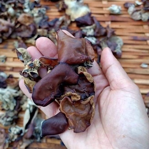 Mộc Nhĩ Rừng ( Nấm Mèo ) Thiên Nhiên Từ Rừng Tây Bắc - Ẩm Thực Hà Giang, Đặc Sản Tây Bắc | BigBuy360 - bigbuy360.vn
