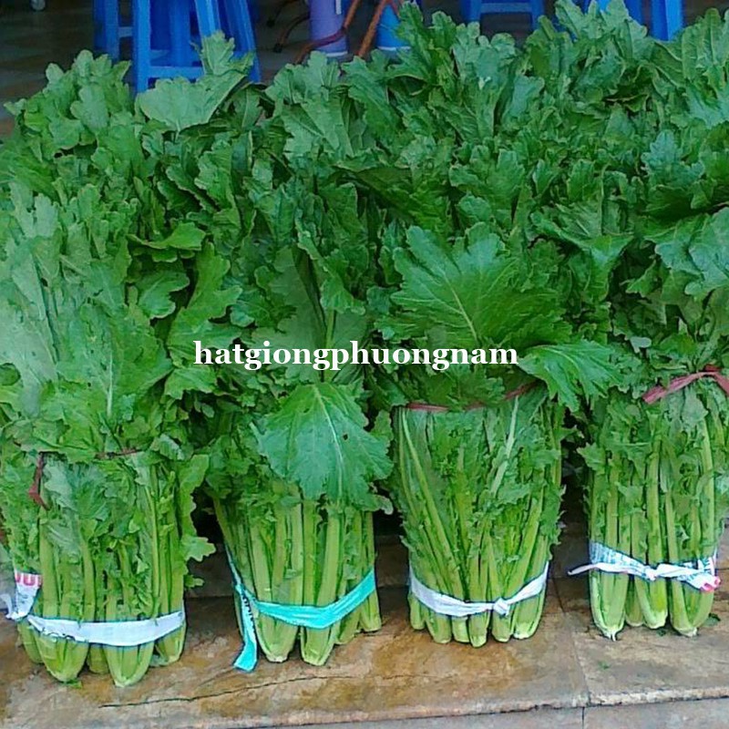 10 GRAM - HẠT GIỐNG CẢI MÈO