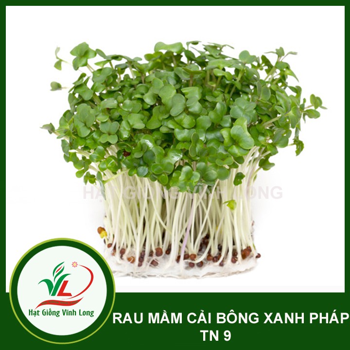 Hạt giống rau Mầm cải bông xanh Pháp TN 9 - 20g