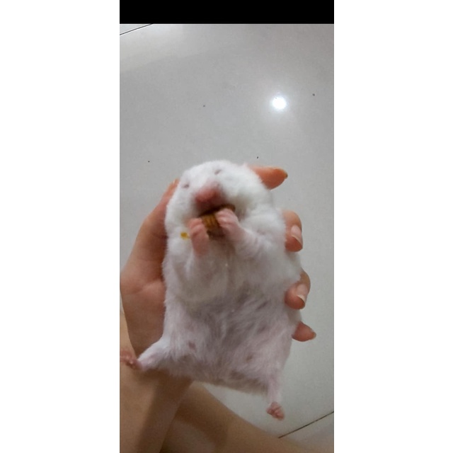 Nhộng Tầm Sấy Khô
