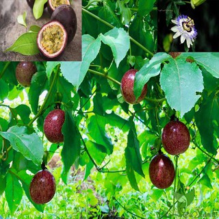 HẠT GIỐNG CÂY CHANH LEO 20 HẠT