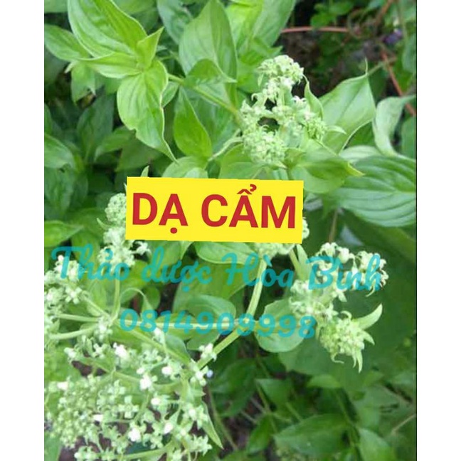 1kg Cây Dạ Cẩm khô hàng loại 1 GT135