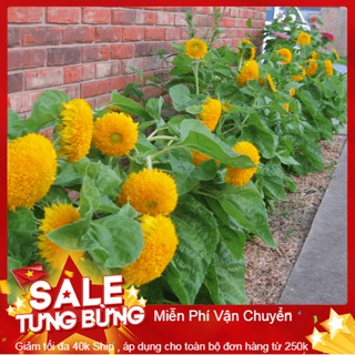 Hạt Giống Hoa Hướng Dương Xù - 15 Hạt