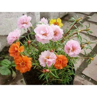 hạt giống hoa mười giờ mix nhiều màu