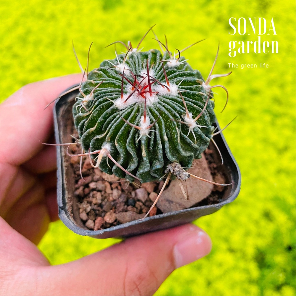 Xương rồng trúc ngọc SONDA GARDEN size bé 4cm, cây cảnh trang trí nhà cửa, lỗi 1 đổi 1